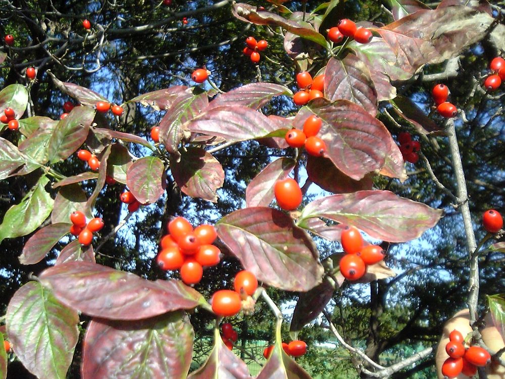 American Dogwood