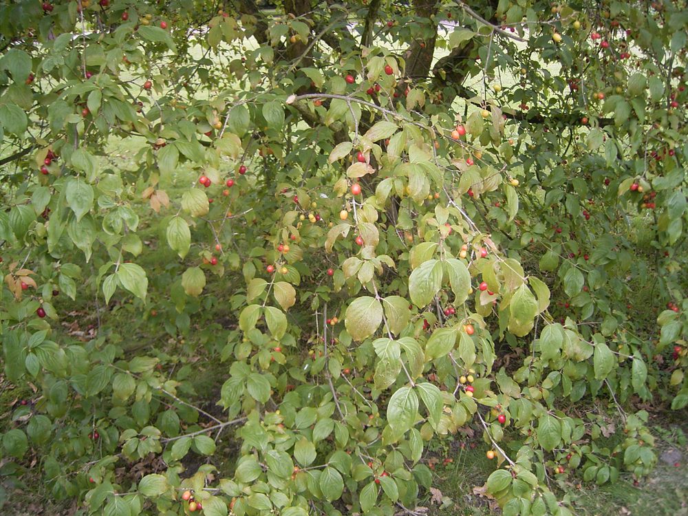 Cornelian Cherry