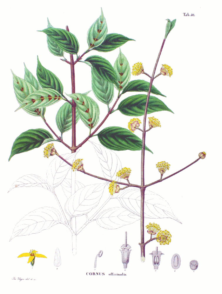 Chinese Dogwood