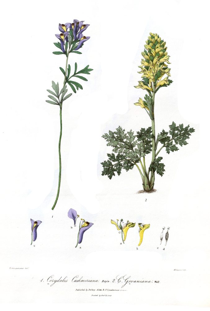 Fumewort