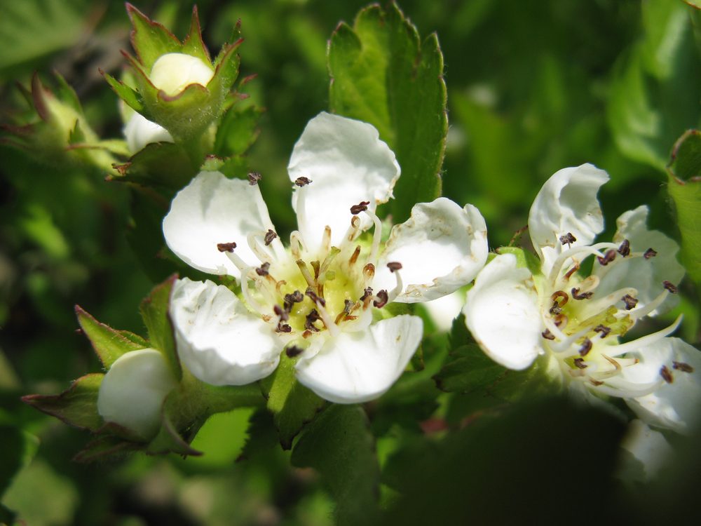Hawthorn