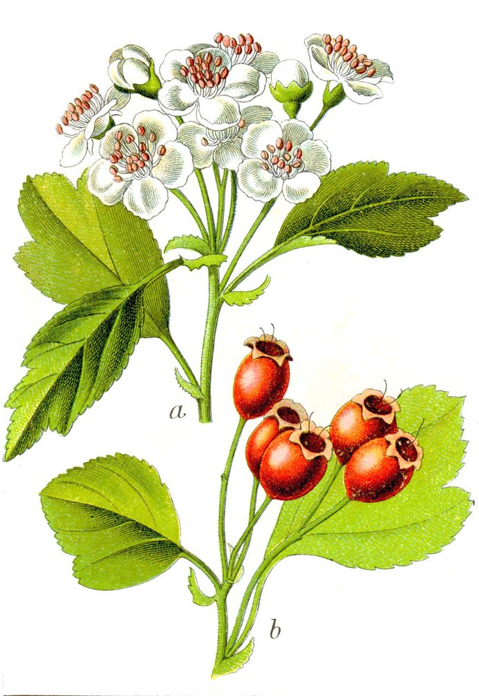 Hawthorn