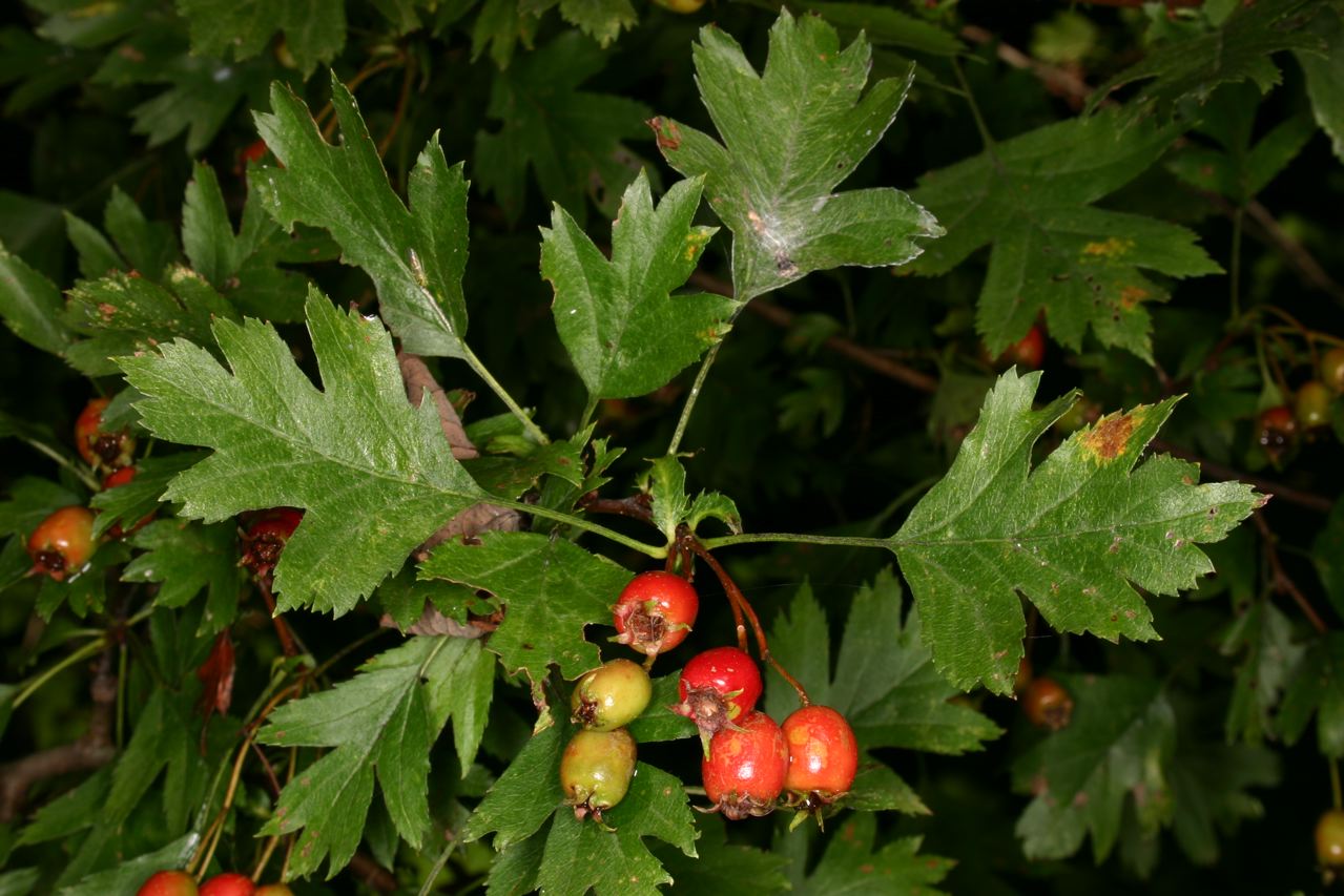 Hawthorn