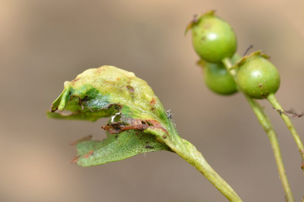 Crataegus sp.