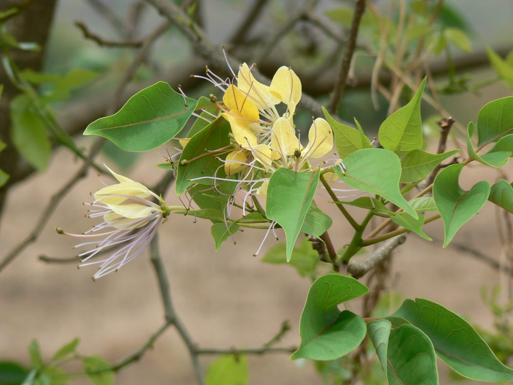 Crateva religiosa