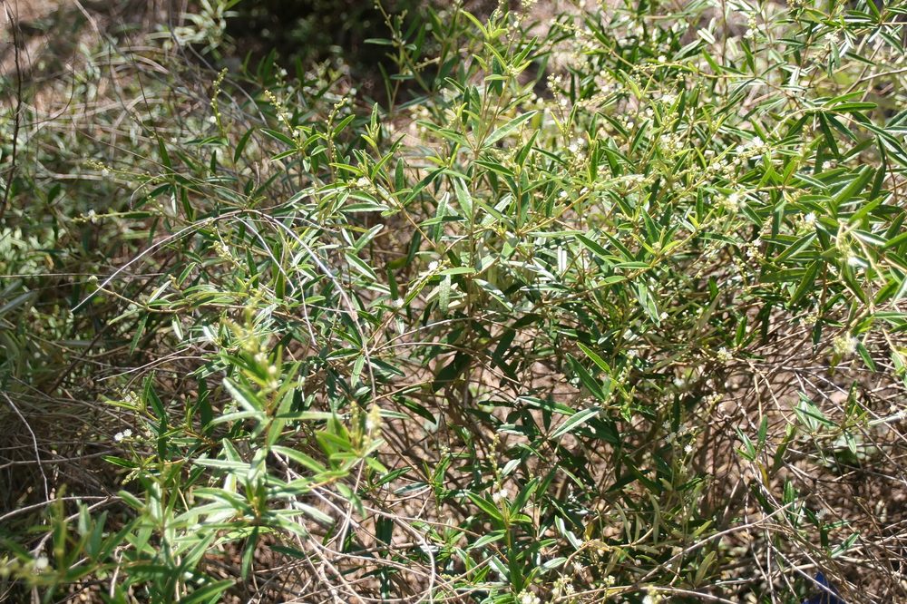 Croton linearis