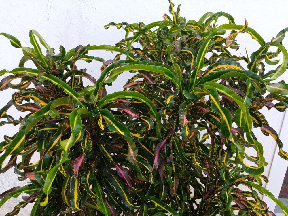 Croton macrostachys