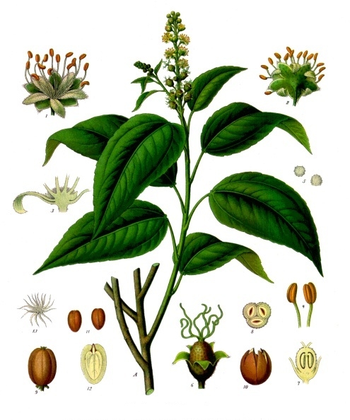 Purging Croton