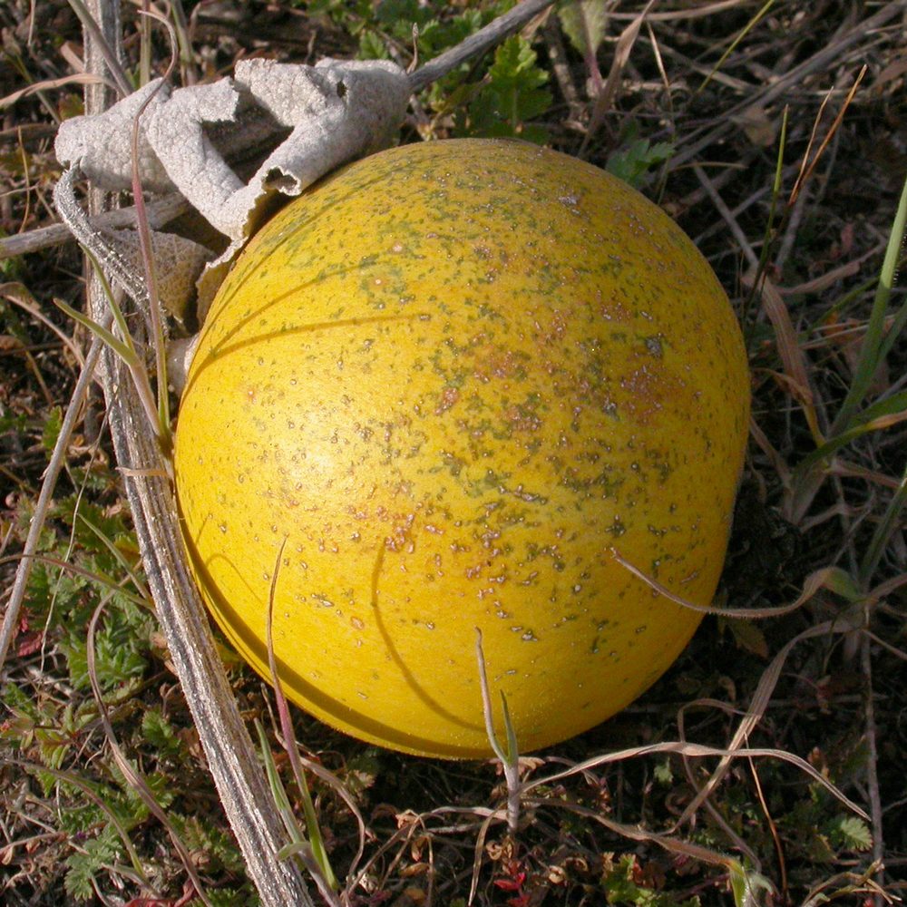 Buffalo Gourd