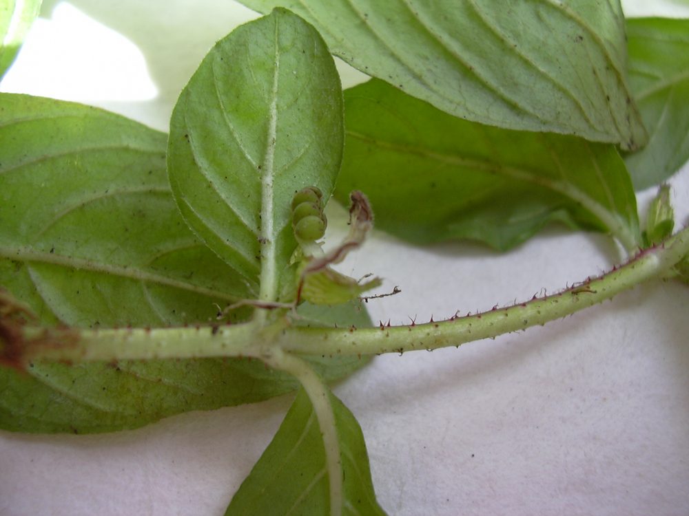 Cuphea carthagenensis