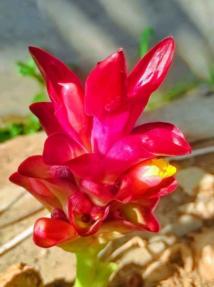 Javan Turmeric