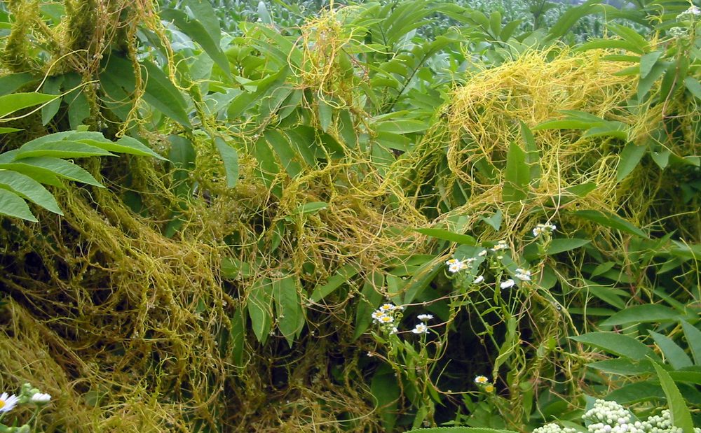 European dodder