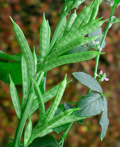Guar