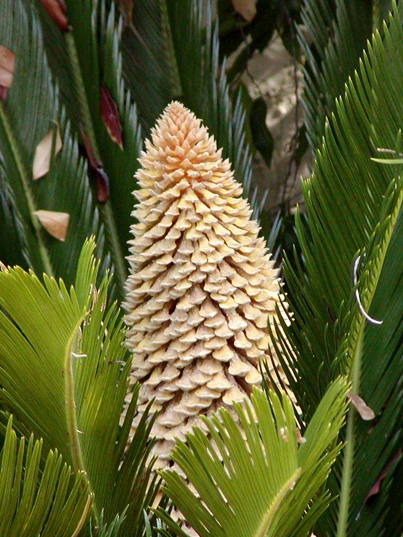 Sago Cycas