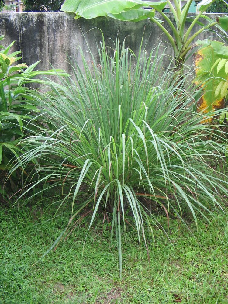 West Indian Lemongrass