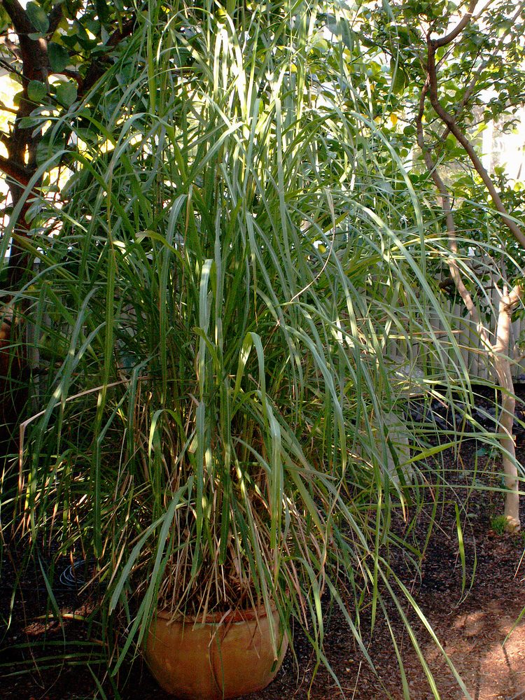 East Indian Lemongrass