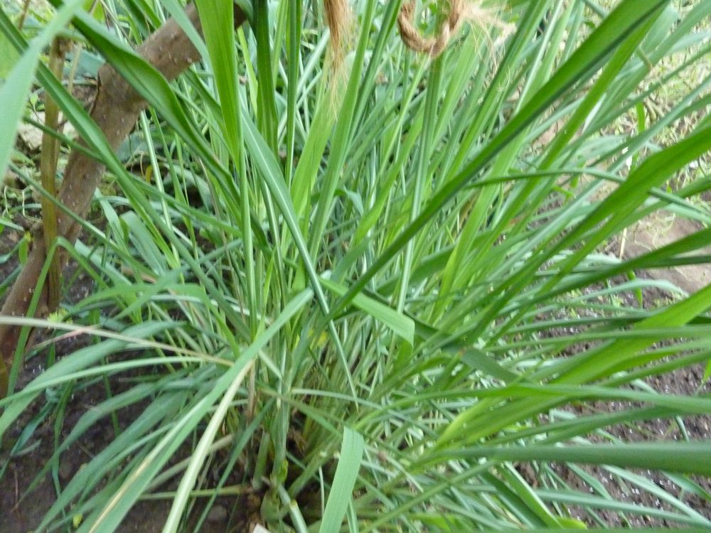 Ceylon Citronella