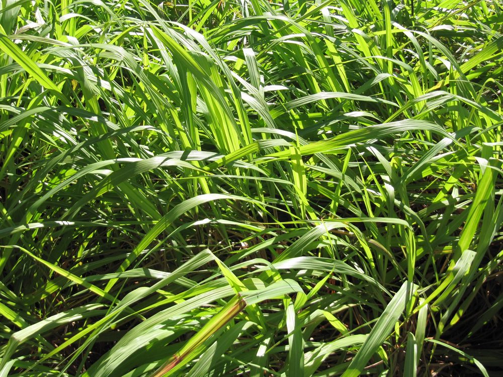 Java Citronella