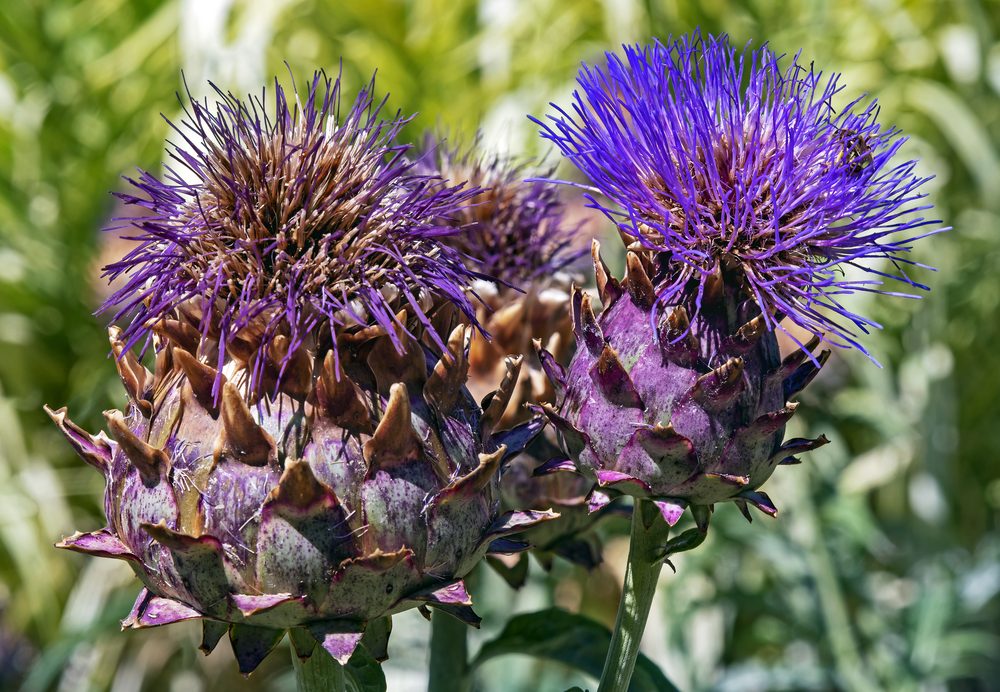 Artichoke