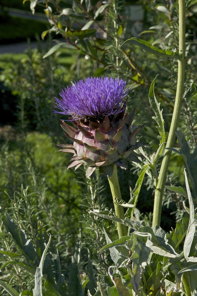 Artichoke
