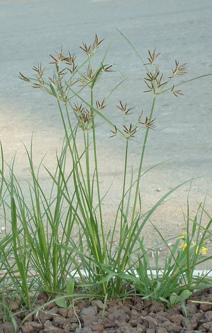 Nutsedge