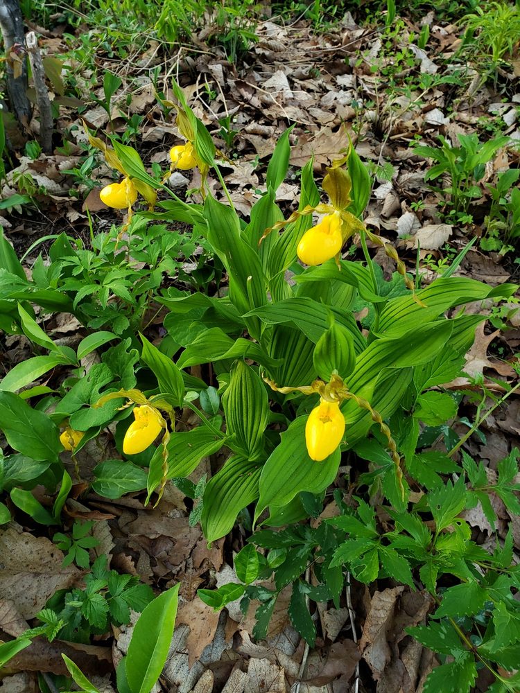 Ladyslipper