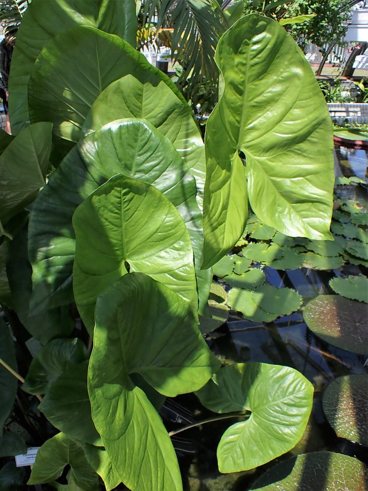 Swamp Taro