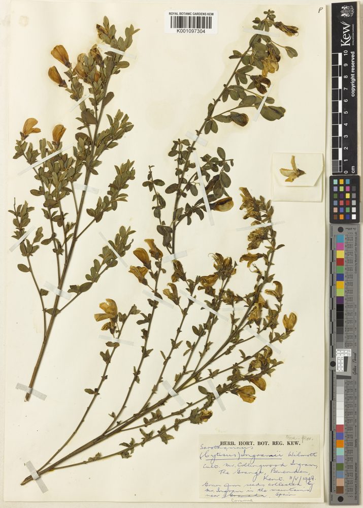 Cytisus ingramii