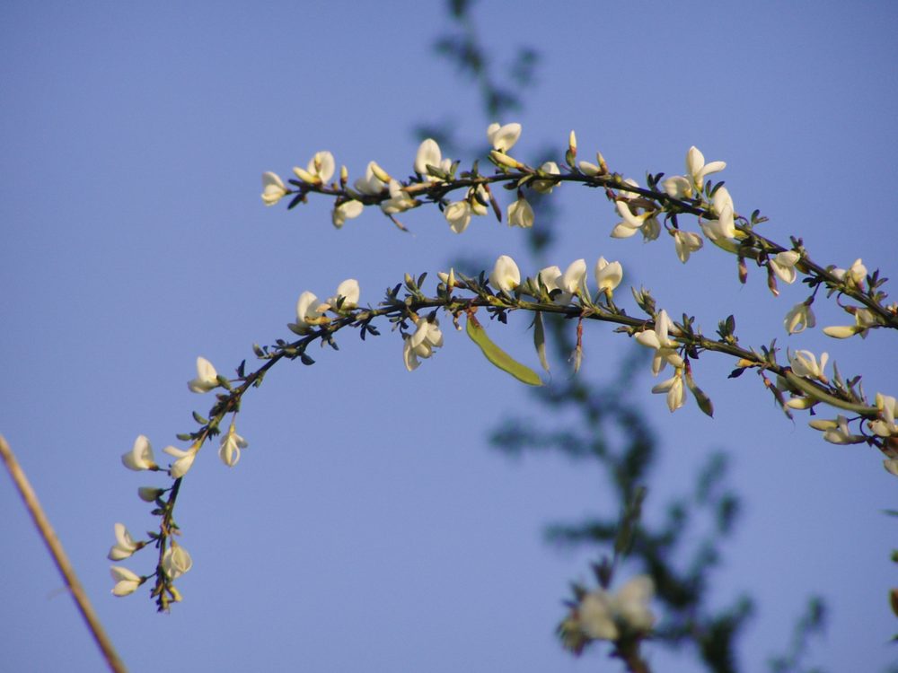 Cytisus multiflorus