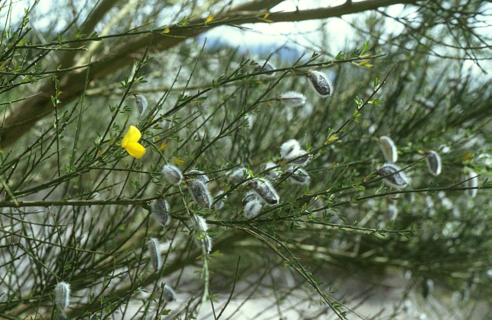 Cytisus patens