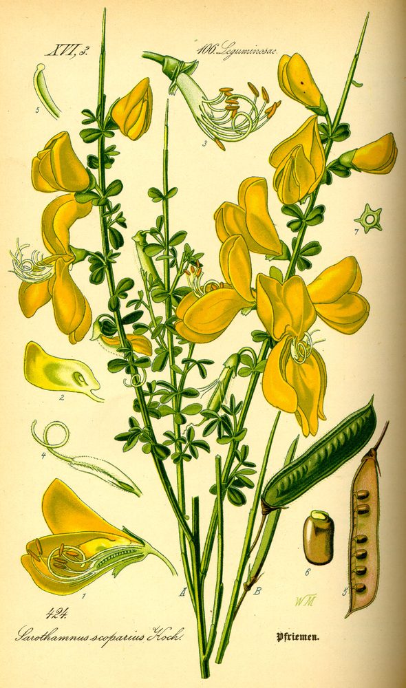 Scotch Broom