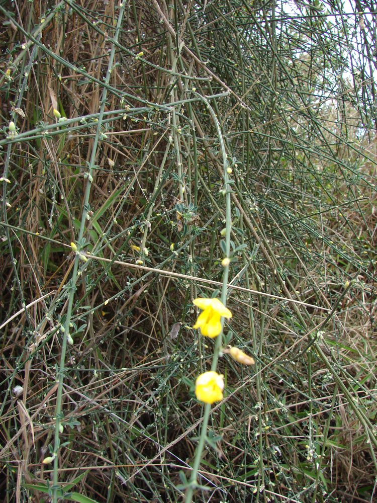 Cytisus sp