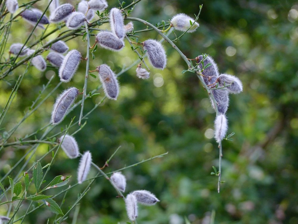 Cytisus striatus