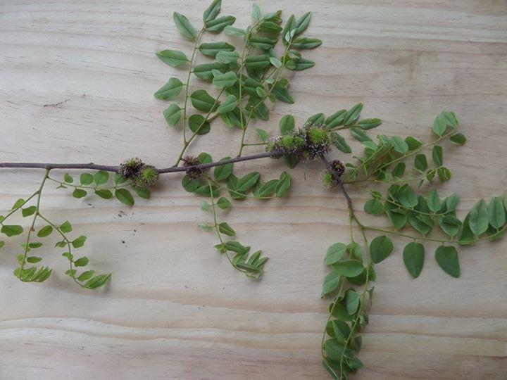 Dalbergia nitidula