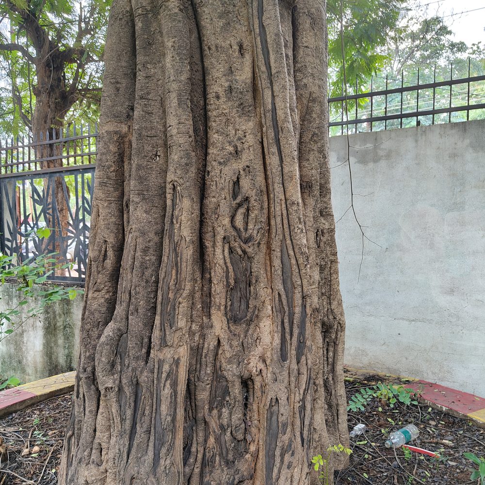 Dalbergia paniculata