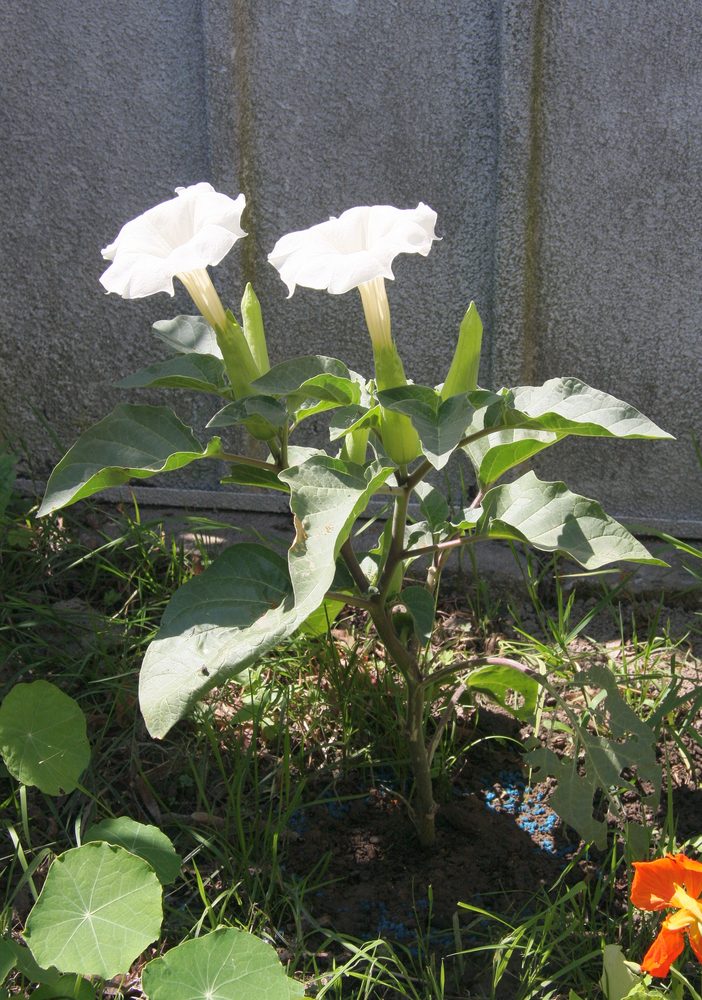 Thorn Apple