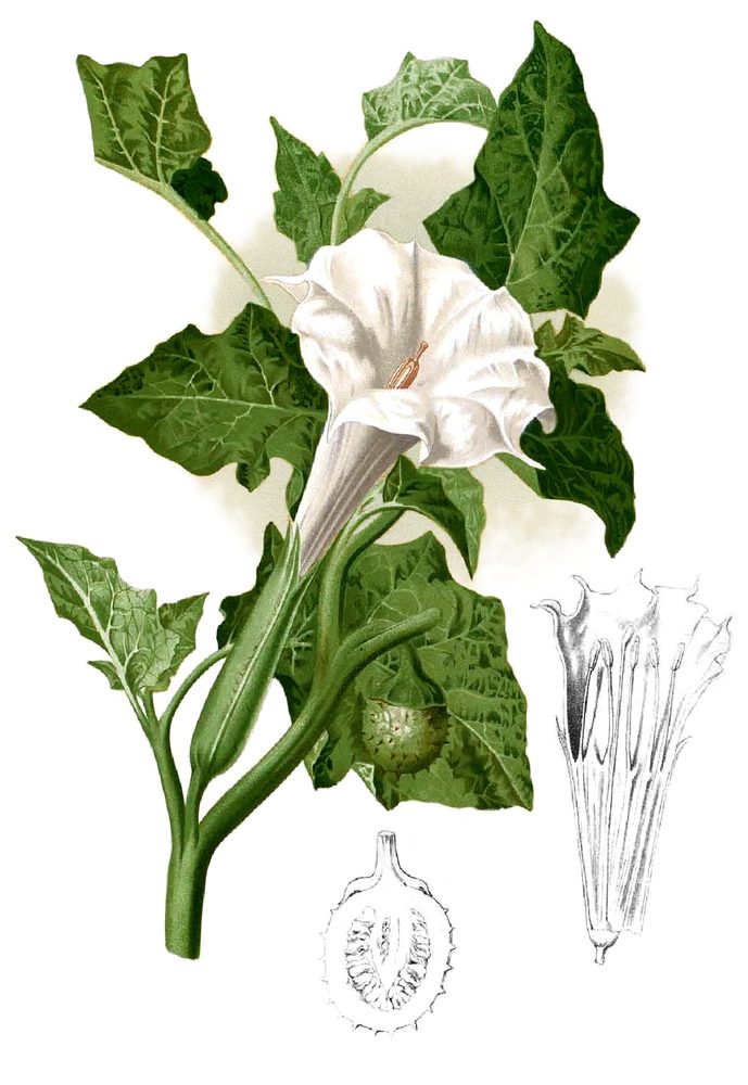 Hindu Datura