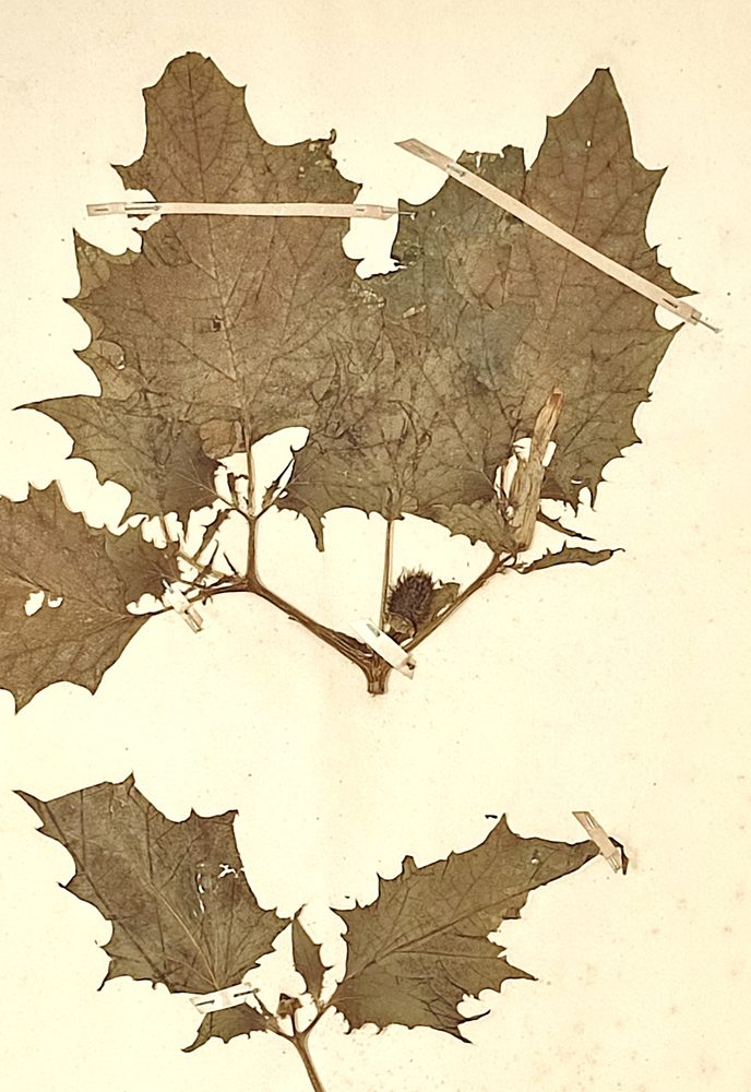 Jimsonweed
