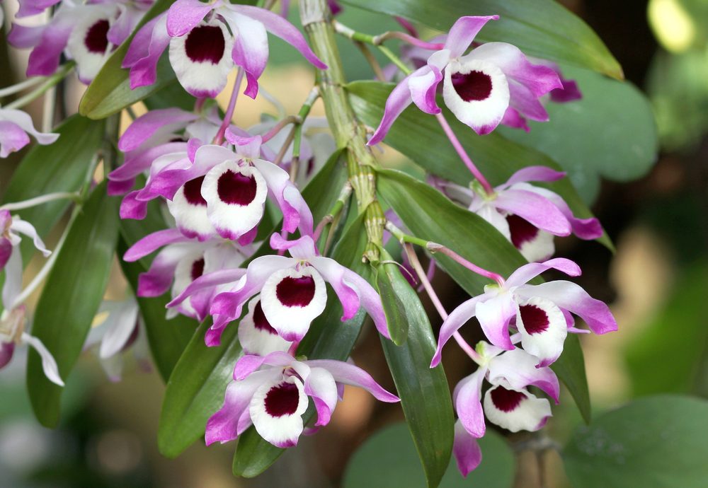 Noble Dendrobium