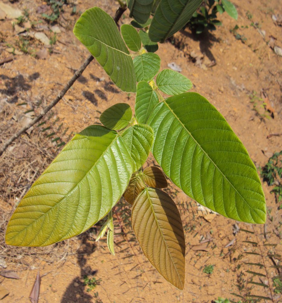 Desmodium pulchellum
