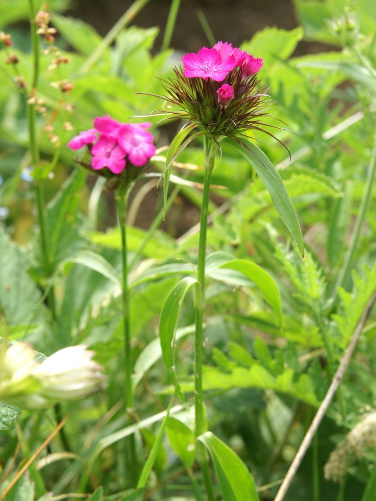 Sweet William