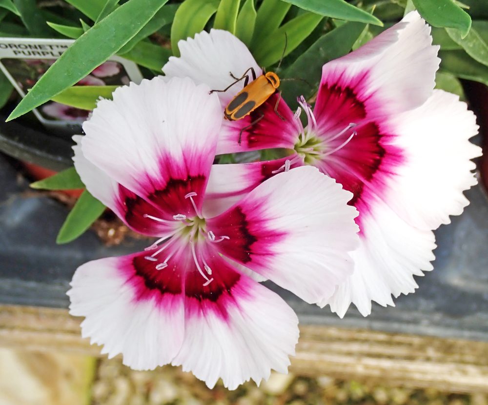 Dianthus sp.