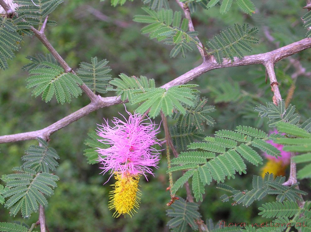 Dichrostachys glomerata