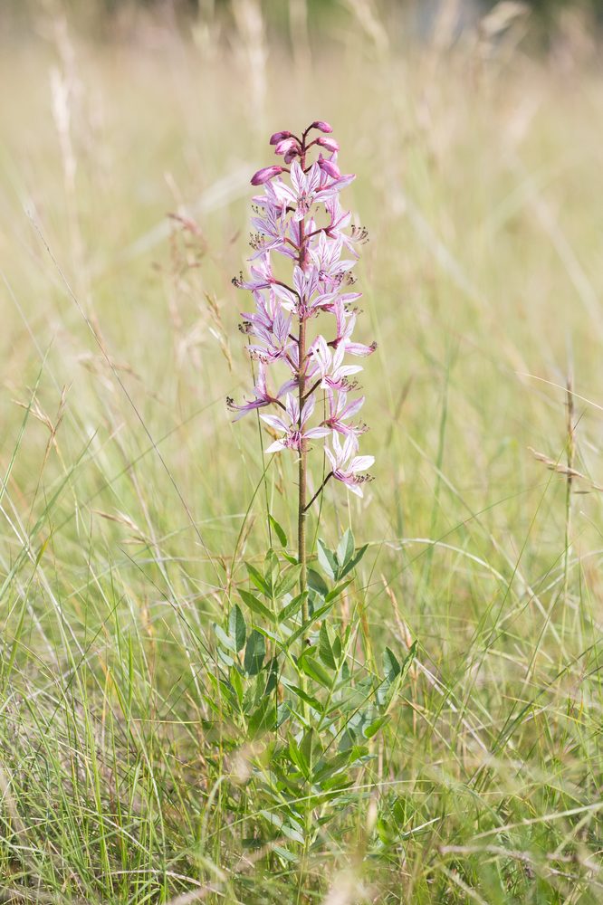 Dictamnus angustifolius