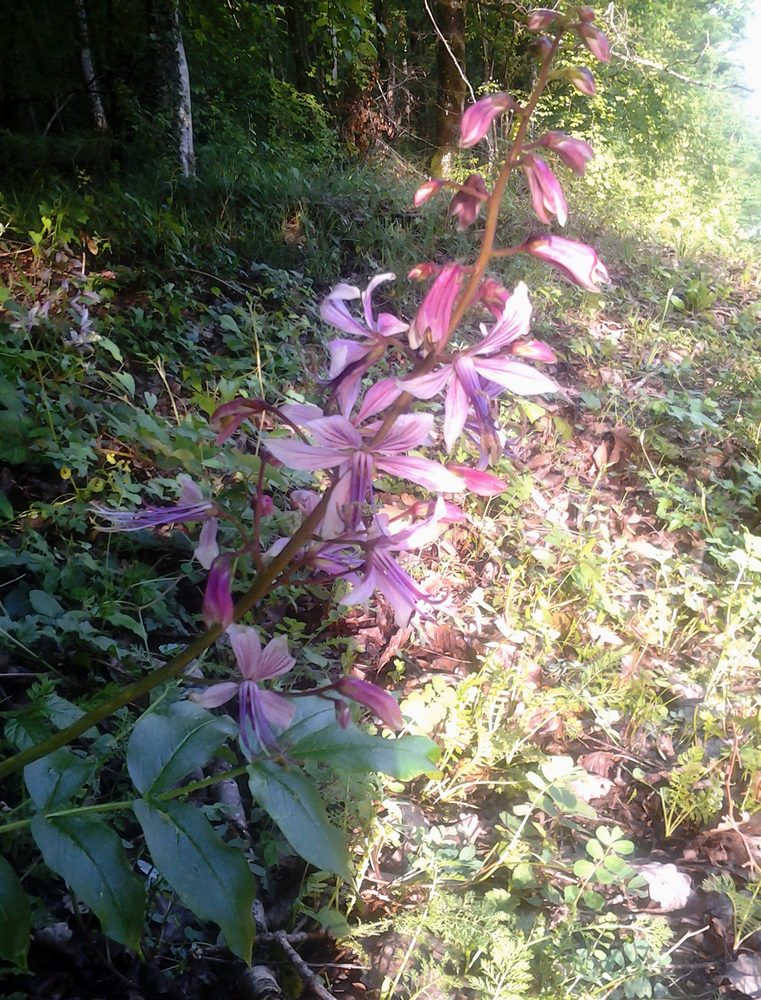 Dictamnus caucasicus