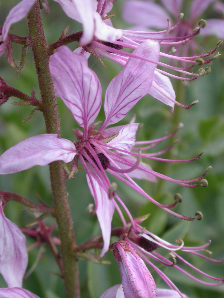 Dictamnus hispanicus