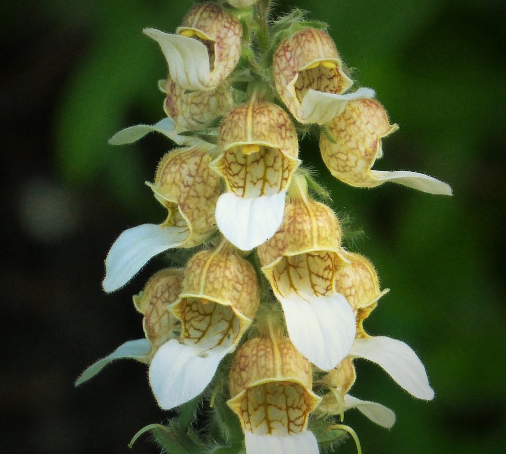 Grecian Foxglove