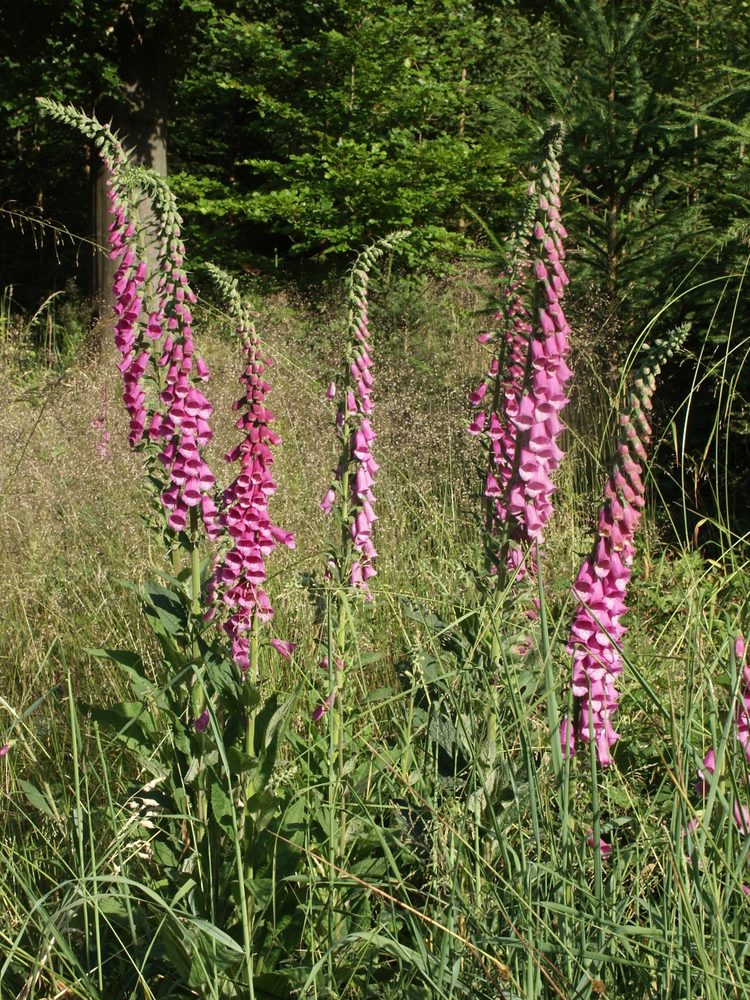 Purple Foxglove