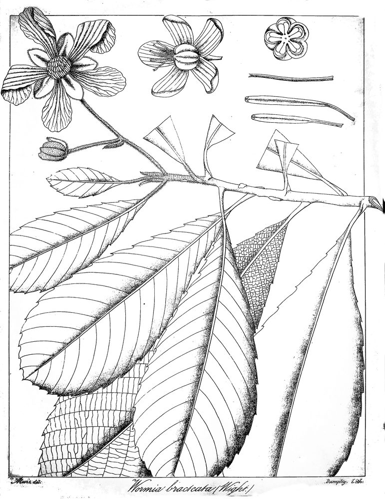 Dillenia bracteata