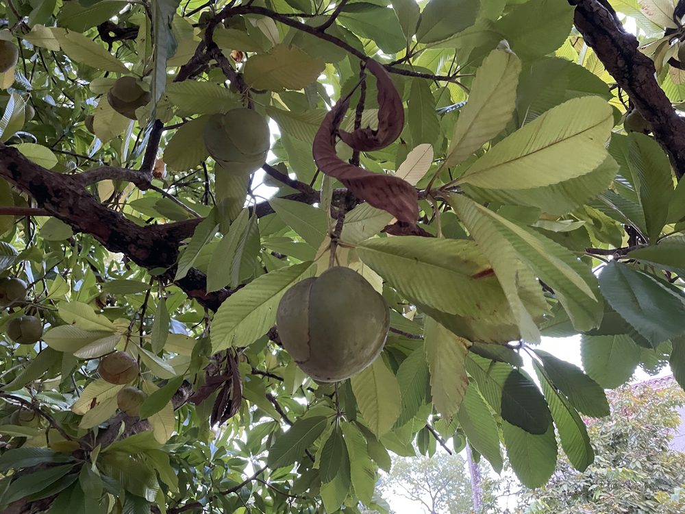 Dillenia indica
